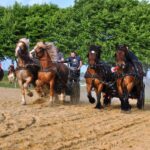 Entraînement Recogne